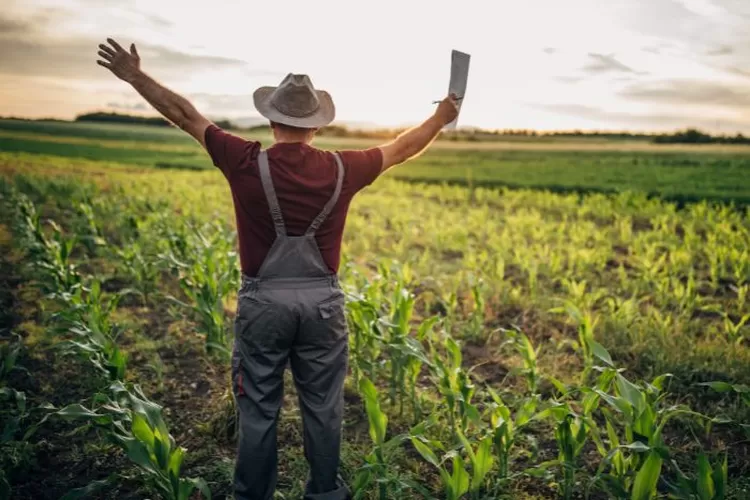 AI Asisten Petani, Bisa Jadi Konsultan Gratisan?
